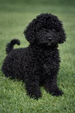 🥰Super vrolijke medium golden doodle x toy poedel pups🥰, Parvo, Overige rassen, 8 tot 15 weken, Meerdere