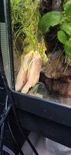 Albino ancistrussen vrouwtje, Vis, Zoetwatervis