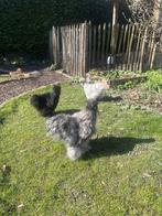 Haan en 2 hennen USA zijdehoende, Dieren en Toebehoren, Pluimvee, Meerdere dieren, Kip