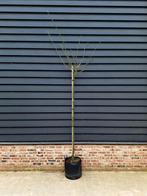 Laburnum watereri 'Vossii' (Gouden Regen)🌼🌿, Overige soorten, 100 tot 250 cm, Zomer, Ophalen