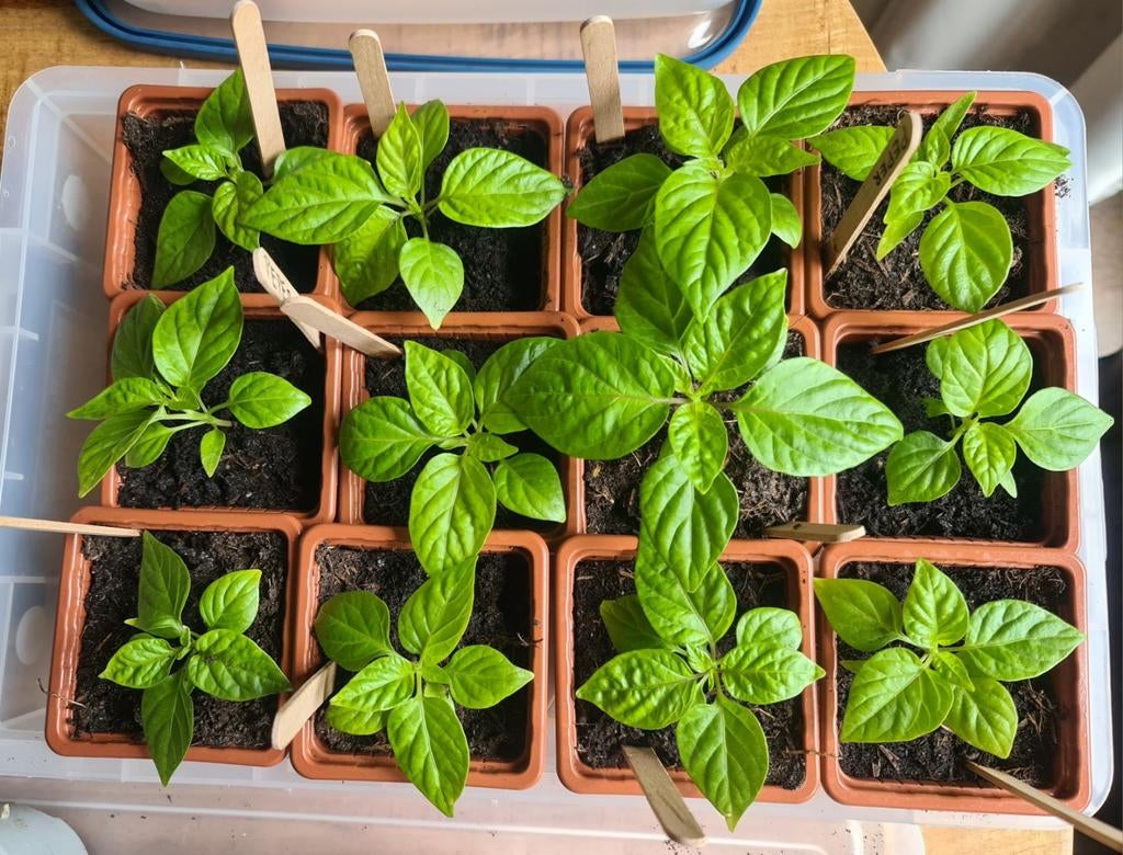 Peperplantjes Madam Jeanette €2, Tuin en Terras, Planten | Tuinplanten, Ophalen, Eenjarig, Overige soorten, Volle zon