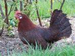 Broedeieren Friese kippen Roodgepeld., Geslacht onbekend, Kip