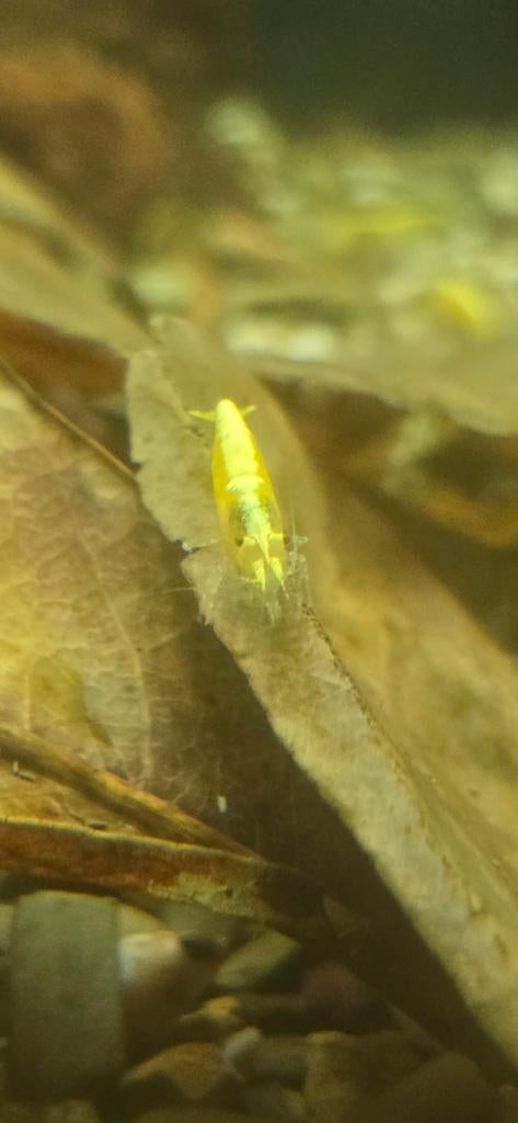 Garnalen Yellow Backstripe, Dieren en Toebehoren, Vissen | Aquariumvissen, Kreeft, Krab of Garnaal, Zoetwatervis, Schoolvis