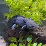 Axolotl (wildkleur), Vis