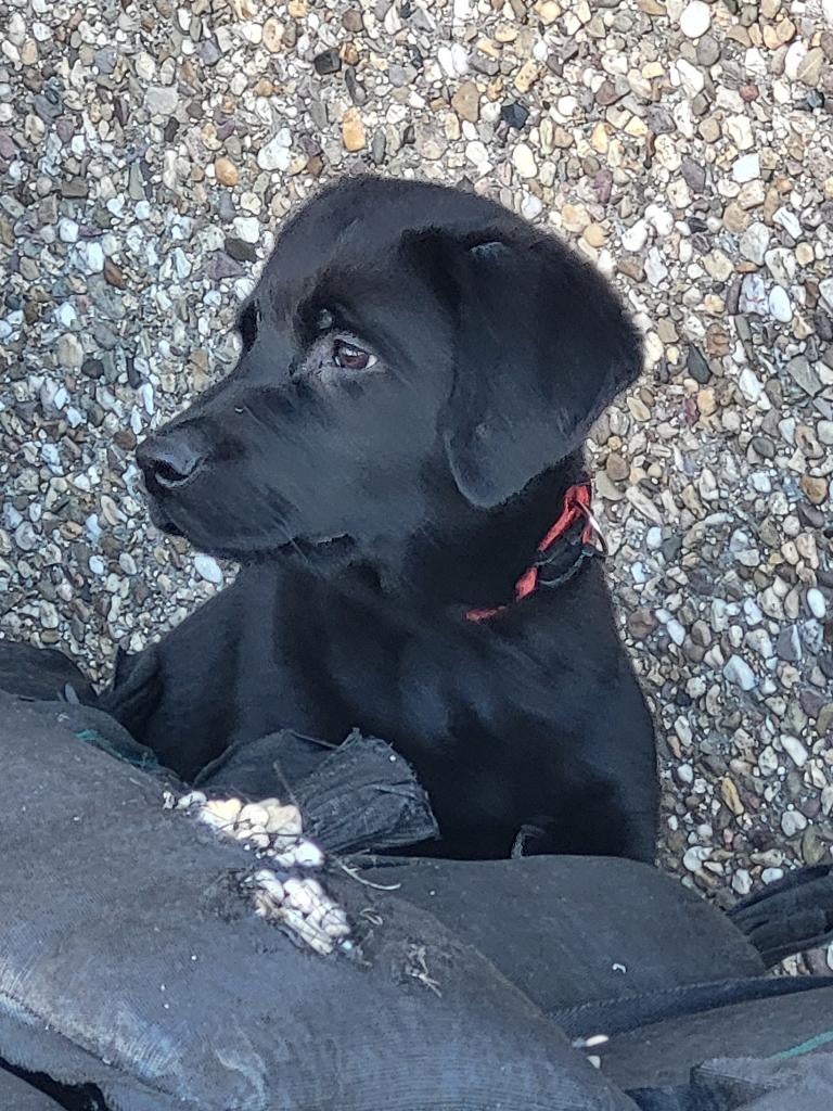 Puppy, Reu, 8 tot 15 weken, Eén hond, Middel