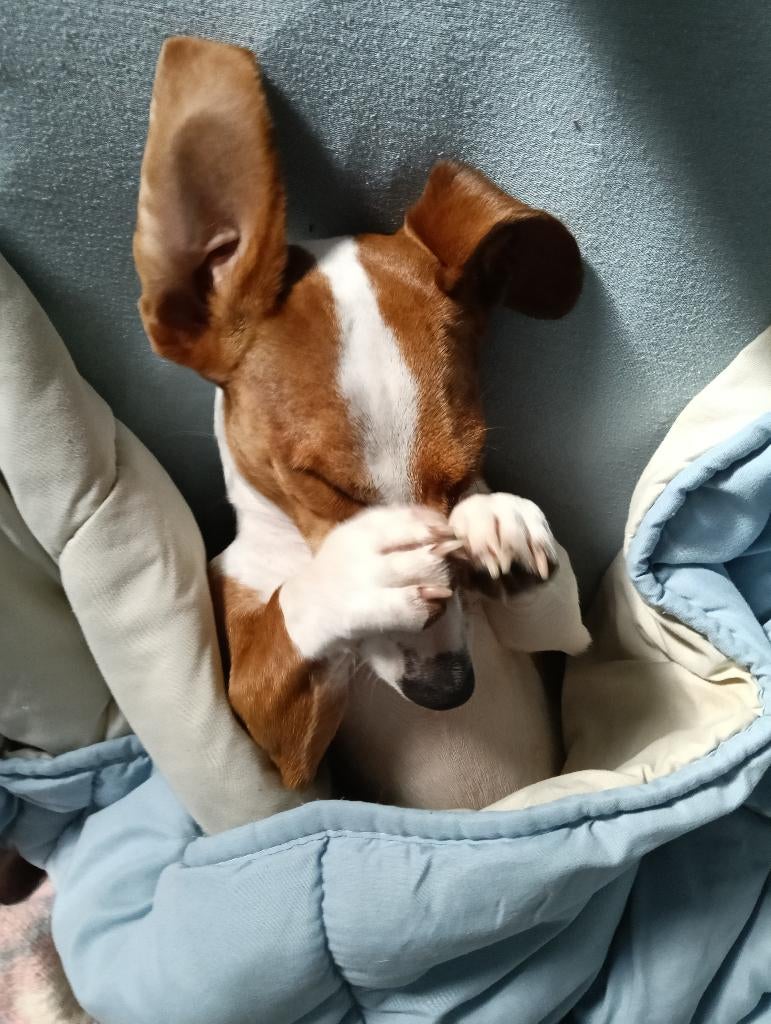 Oppas voor hondje gezocht, Uitlaatservice