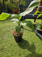 Bananenplant Musa Basjoo, Tuin en Terras, Planten | Tuinplanten, Ophalen, Overige soorten, Volle zon