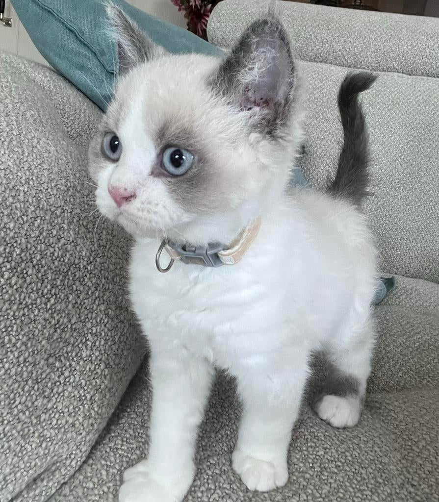 Onze Selkirk Rex Krullenbol katertje zoekt gouden mandje!, Dieren en Toebehoren, Kater, Ontwormd, 0 tot 2 jaar