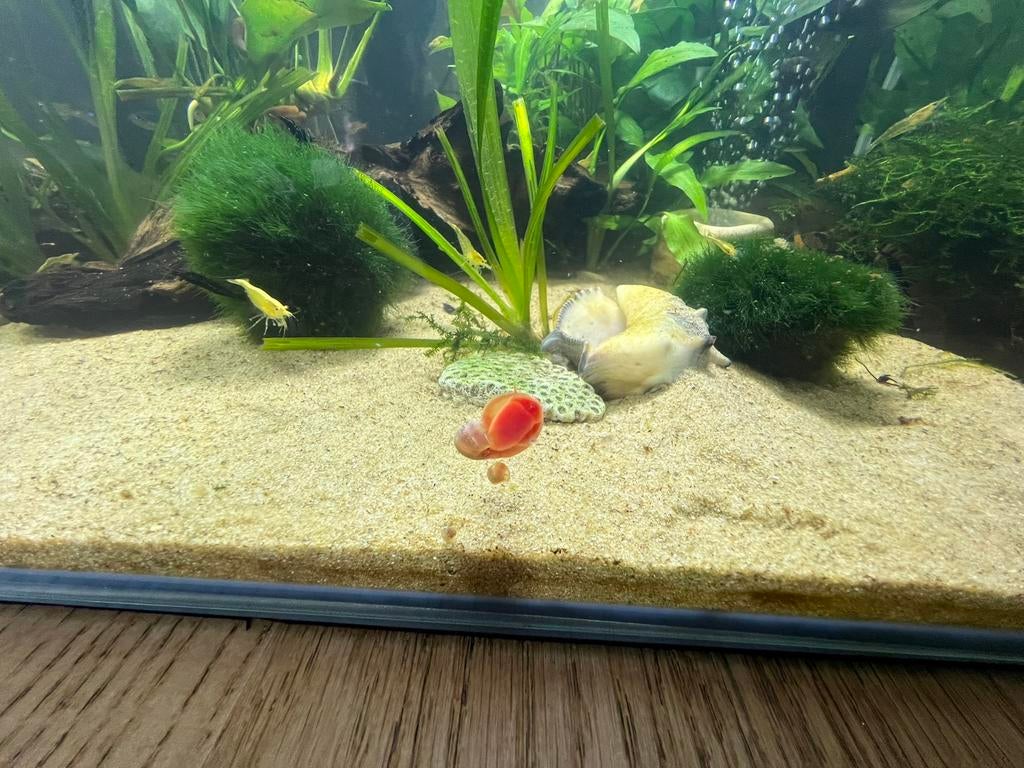 Rode posthoorn slakken, Dieren en Toebehoren, Slak of Weekdier