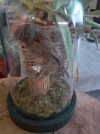 Taxidermie,Taxidermy,opgezette "Heggemus" in stolp, Verzamelen, Ophalen of Verzenden, Zo goed als nieuw, Vogel, Opgezet dier