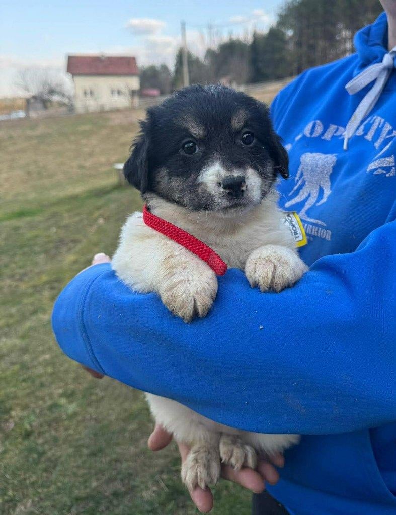 Hazelnut – een klein knuffelkontje op zoek naar liefde, Particulier, 15 weken tot 1 jaar, Buitenland, Teef