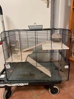 Hamsterkooi. Nieuw, nooit gebruikt! Zwart met glas en hout., Kooi, Muis, Ophalen, Minder dan 60 cm
