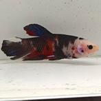 Betta splendens man 18, Dieren en Toebehoren, Vissen | Aquariumvissen, Vis