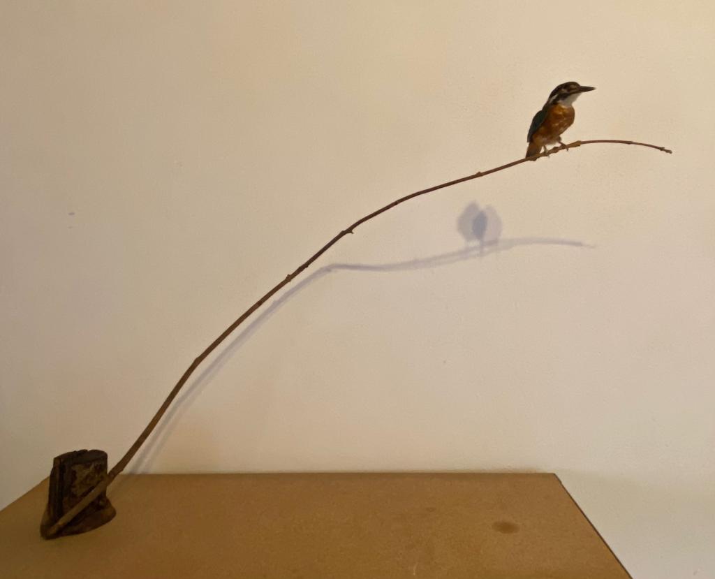 ijsvogel, Ophalen of Verzenden, Zo goed als nieuw, Vogel, Opgezet dier