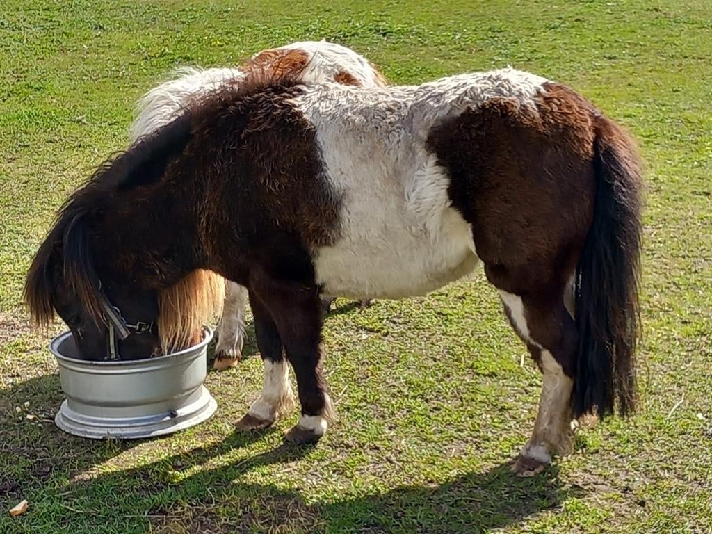 Zwartbonte merrie  3 jaar 950 euro, Dieren en Toebehoren, Merrie