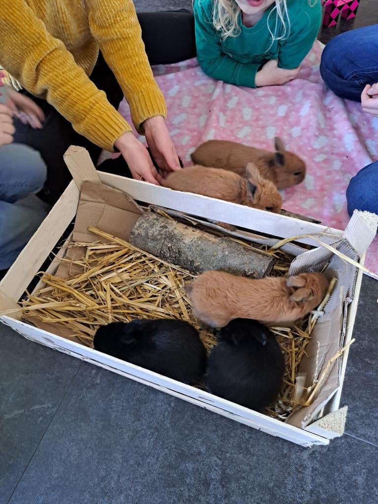 Schattige baby konijntjes., Meerdere dieren, Middelgroot, 0 tot 2 jaar
