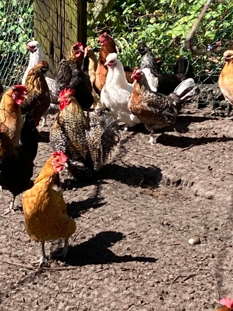 Kippen, Vrouwelijk, Kip