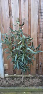 Mooie Nerium Oleanders, Ophalen, Zomer, Volle zon, Overige soorten