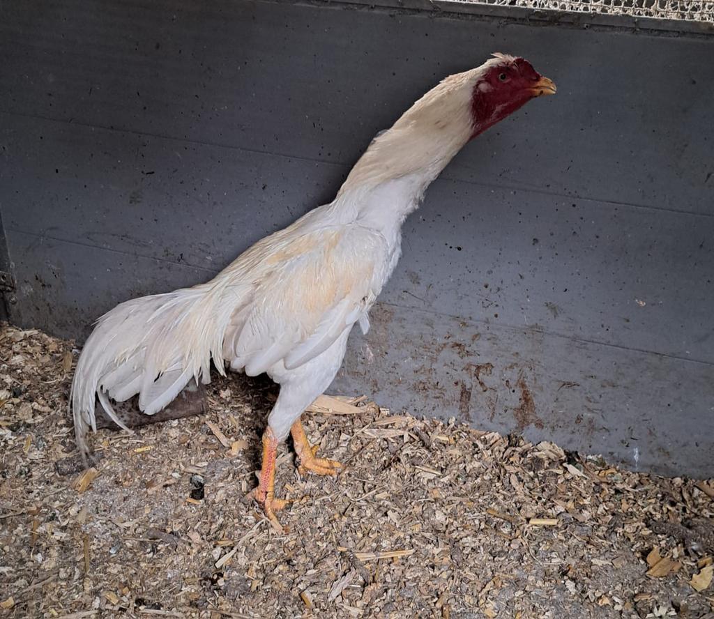 Mooie shamo haan, Dieren en Toebehoren, Mannelijk, Kip