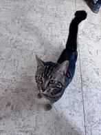 halve bengaal zoekt een liefdevol huisje, Dieren en Toebehoren, Kater