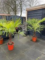 Palmboom Trachycarpus Fortunei, Tuin en Terras, 100 tot 250 cm, Zomer, Palmboom, Ophalen