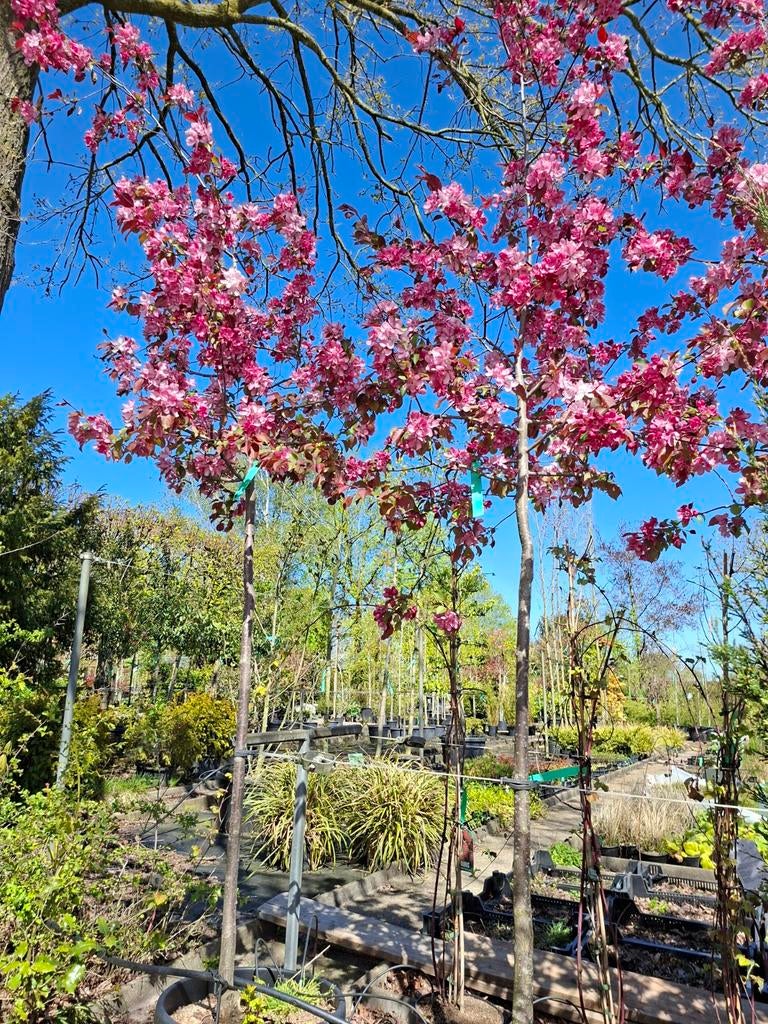 Sierappels Malus 'Rudolph' in pot, Overige soorten, Minder dan 100 cm, Ophalen, Volle zon
