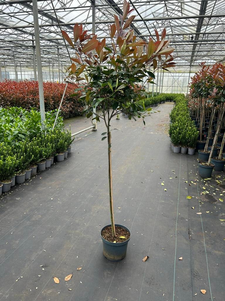 Photinia Red Robin - Glansmispel op stam 100cm, Volle zon, Vaste plant, Lente, Ophalen