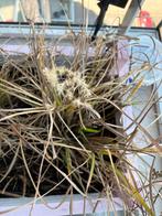 Chinees riet, Ophalen, Volle zon, Vaste plant, Siergrassen