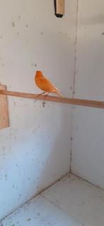 5 rood -orange kanaries (mannen) uit grote volière,, Mannelijk, Kleurkanarie