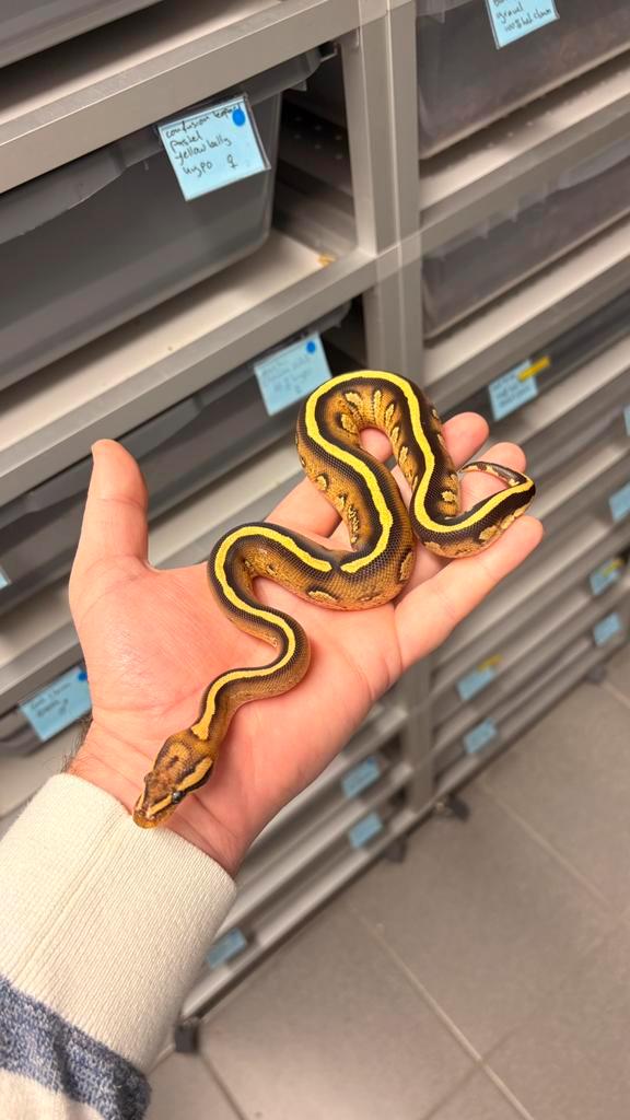1.0 stranger fire yellow belly 100% het clown ball python Ball Python - male for sale from KAS