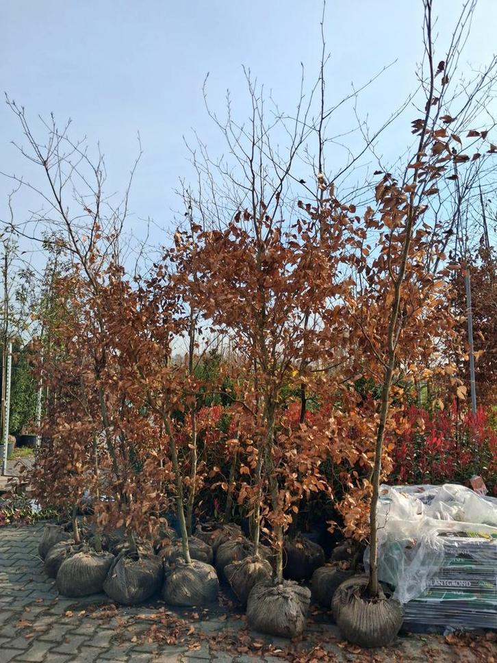 Actie!! Rode beuken, 300-350cm fagus sylvatica atropurpurea, Tuin en Terras, Planten | Bomen, Overige soorten, 250 tot 400 cm