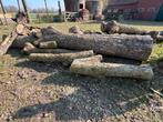 Boomstammen esdoorn, div lengtes en diameter, Ophalen, Overige typen, Overige houtsoorten, 50 mm of meer