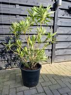Oleander, Overige soorten, 100 tot 250 cm, Zomer, Ophalen