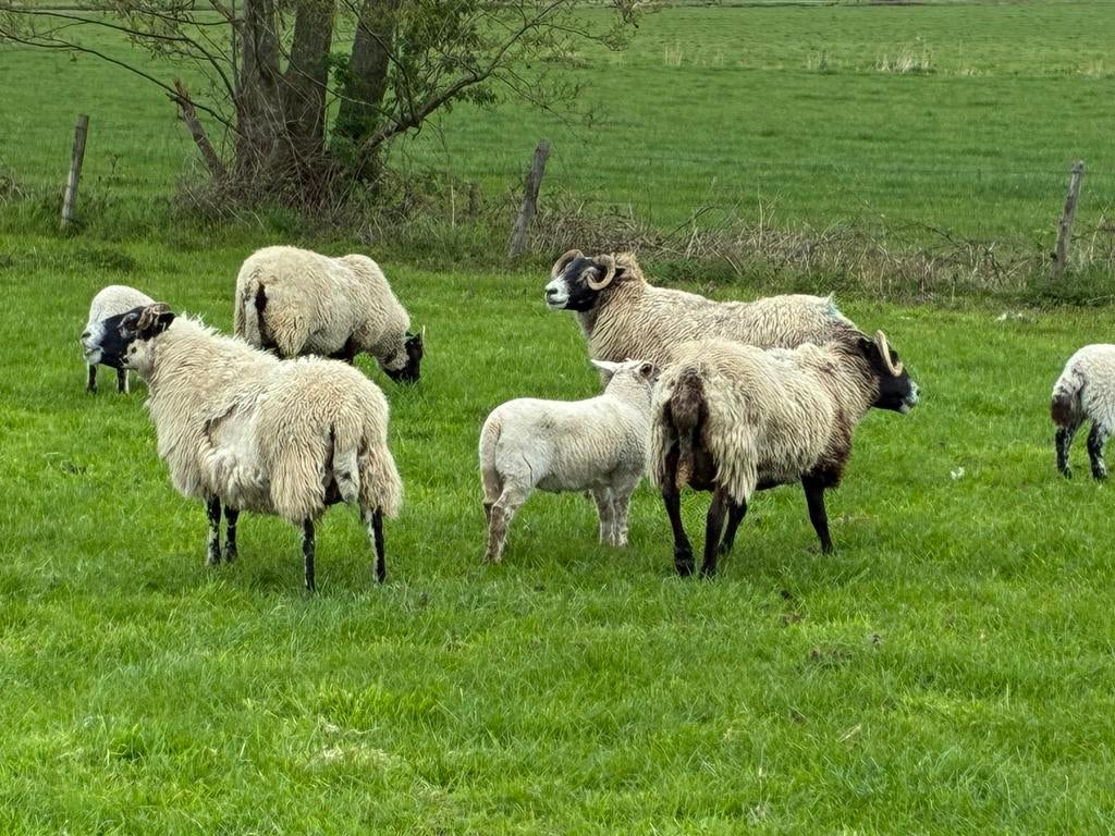 Schapen met lammeren, Dieren en Toebehoren, Schapen, Geiten en Varkens, Vrouwelijk, Schaap