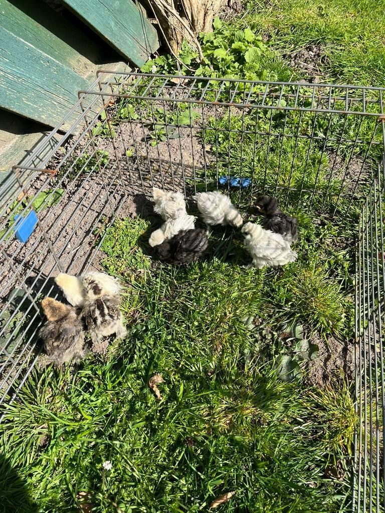 Zijderhoen Krielkippen Kippen Kuikens, Dieren en Toebehoren, Geslacht onbekend, Kip