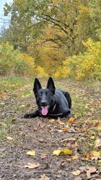 Zsm een ander huisje gezocht, Husky/herder mix, Dieren en Toebehoren, Honden | Herdershonden en Veedrijvers, 15 weken tot 1 jaar