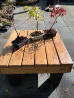 bonsai boompjes Japanse Esdoorn, Overige soorten, Volle zon, Vaste plant, Ophalen of Verzenden