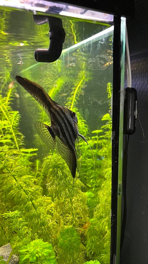 Gratis! 1 maanvis, Vis