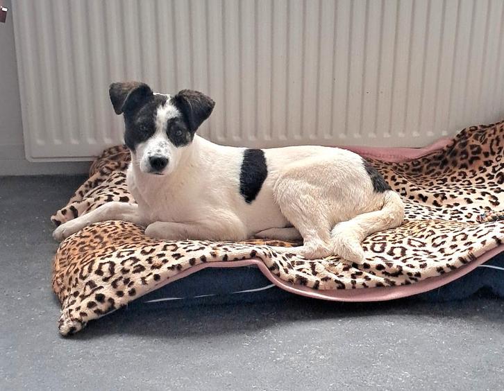 Greetje zoekt baasje, Dieren en Toebehoren, Honden | Niet-rashonden, Middel, Teef, Particulier, Eén hond, Buitenland, 15 weken tot 1 jaar