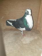 4 mooie zwartbonte HAAGSE tilduiven KROPPERS DOFFERS, Mannelijk, Kropper