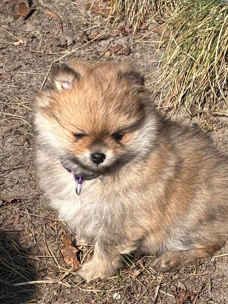 Pomeriaan pups(mini), Dieren en Toebehoren, Honden | Poolhonden, Keeshonden en Oertypen, Meerdere dieren, Keeshond, Particulier