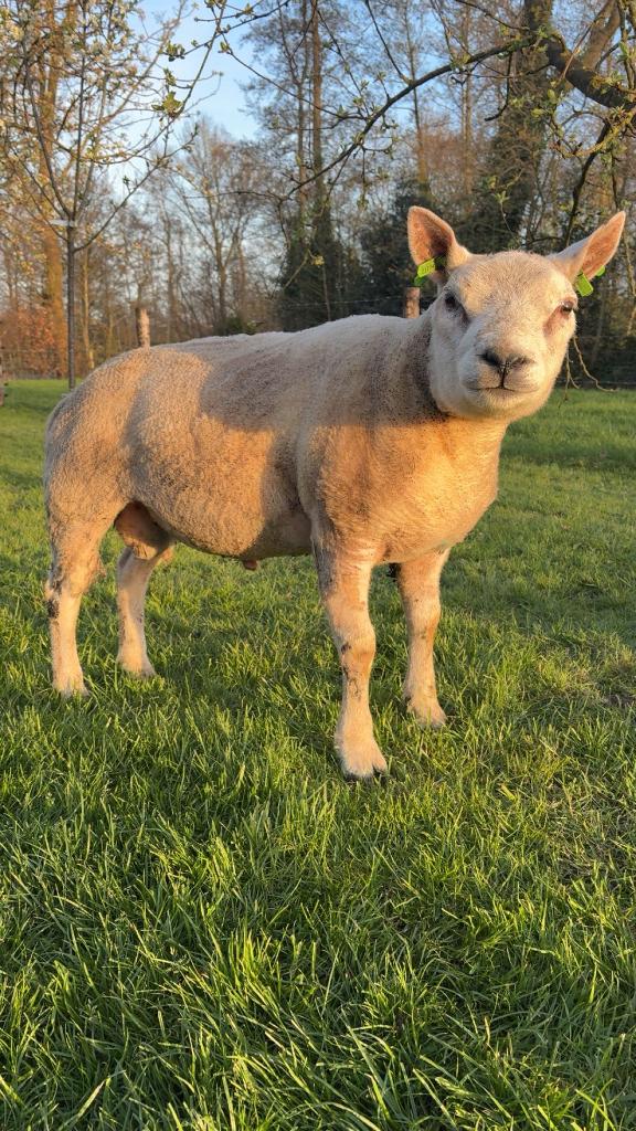 Te koop texelaar ram, Dieren en Toebehoren, Mannelijk, Schaap, 0 tot 2 jaar