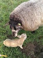 Weide lammeren gevraagd, Meerdere dieren, Schaap, 0 tot 2 jaar