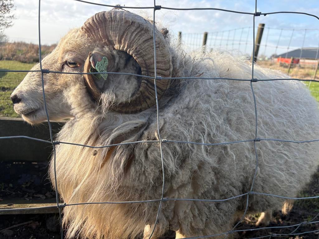 Schaapje Ouessant ram, Dieren en Toebehoren, Mannelijk, Schaap, 3 tot 5 jaar