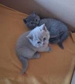 Britse korthaar kittens ️ 100% .. GERESERVEERD !!!, Meerdere dieren, Ontwormd