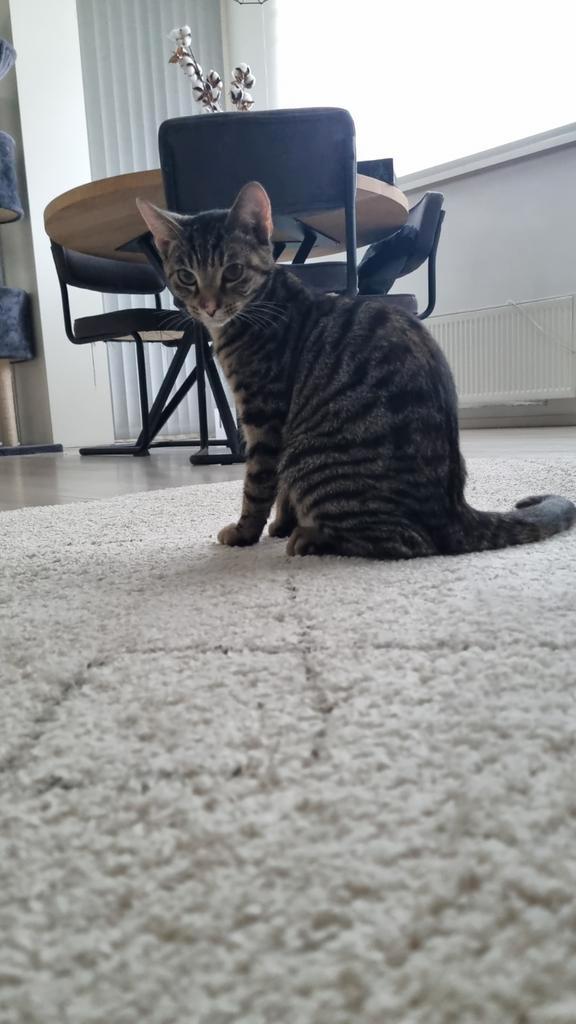 Dekkater gezocht, Dieren en Toebehoren, Katten en Kittens | Dekkaters, 3 tot 5 jaar