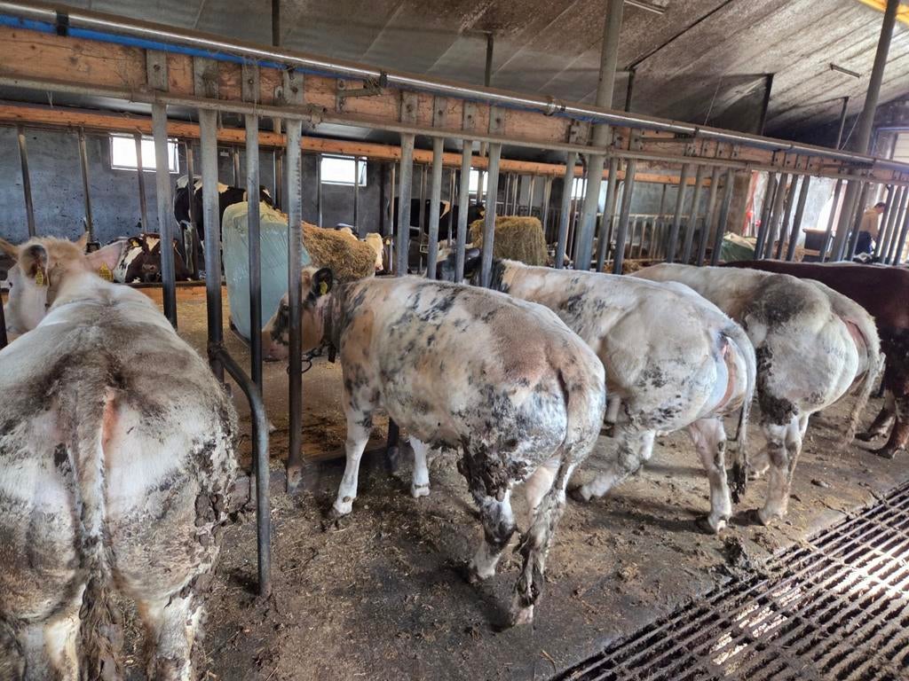 Mooie luxe dikbil pinken., Dieren en Toebehoren, Runderen, Mannelijk