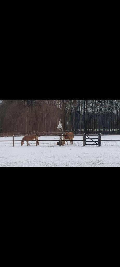 Gezocht: paardentrainer voor 'bomproof' maken paarden