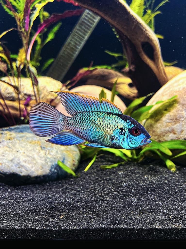 Elecktrick Blue Acara Cichliden!!!