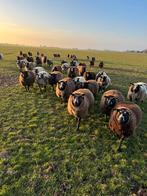 Koppel mooi drachtige ooien, Dieren en Toebehoren, Vrouwelijk, Schaap, 0 tot 2 jaar